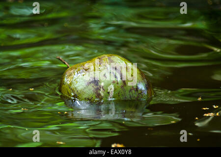 A coconut floating on the surface of a river in the Amazon rainforest. Stock Photo