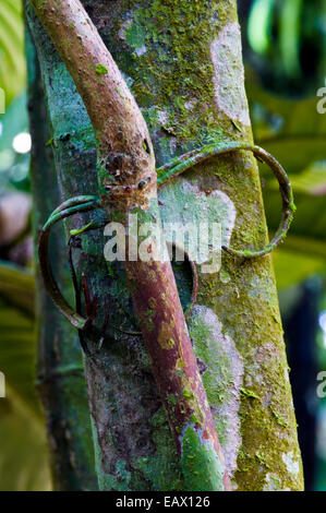 Moss and lichen covered tendrils of a vine clasp onto a tree trunk to give it support as it grows towards the sunlight in the rainforest. Stock Photo