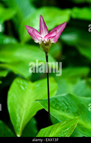 Dazzling pink flowers emerge from the rainforest floor to add colour to the understory. Stock Photo