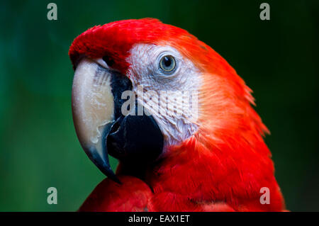 The sharp and hooked beak of a Scarlet Macaw is a powerful tool for feeding on hard seeds and nuts. Stock Photo