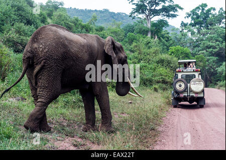 Tourists in a safari 4WD watching an African Elephant feeding beside a dirt road. Stock Photo