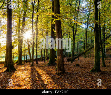 Sunlight streaming through a forest in autumn Stock Photo