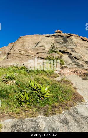 The fleshy leaves of Euphorbia succulents congregating on a rocky slope.