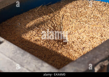 Rice grain in milling machine Stock Photo