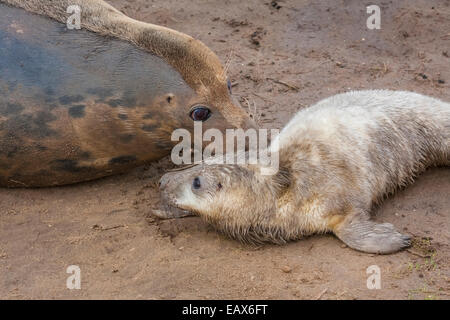 Grey seal mother with pup (genus Halichoerus Grypus), Donna Nook Nature Reserve, Lincolnshire, England UK Stock Photo
