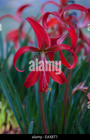 Close Up of Red lily flower in outdoor garden. Stock Photo