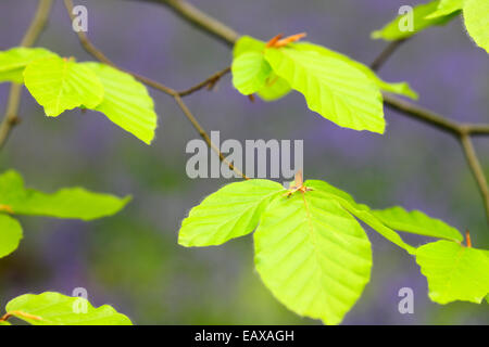 peering through vibrant green leaves to an abundant bluebell woodland  Jane Ann Butler Photography JABP1041 Stock Photo