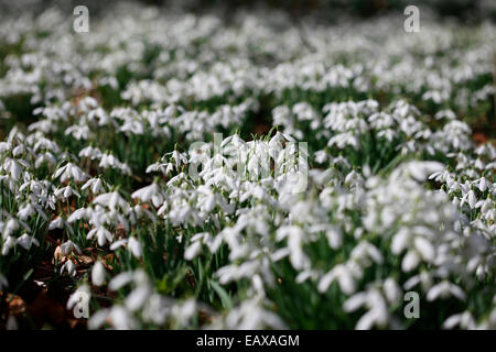 lovely sparkling snowdrops in the February sunshine Jane Ann Butler Photography JABP1192 Stock Photo