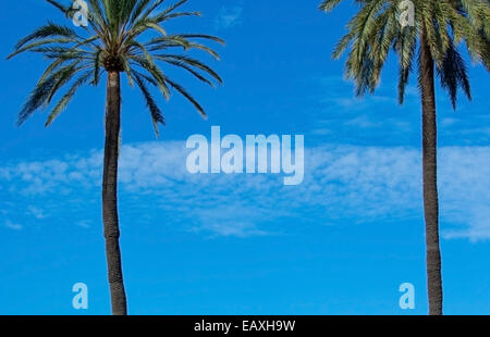 Blue sky and palm trees. Two palm trees tight frame, tropical background. Stock Photo