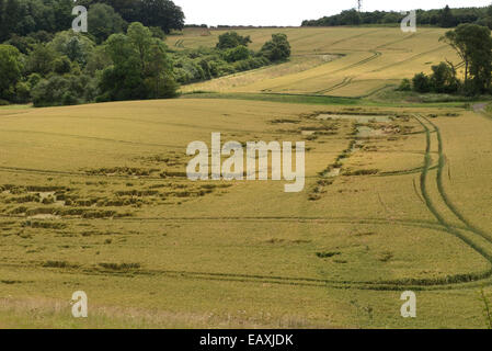 Lodged wheat crop, partially flattened by a summer storm, Berkshire, July Stock Photo