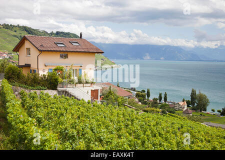 vineyards of lavaux, lausanne, switzerland, europe Stock Photo