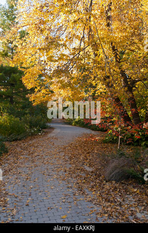 Winding tree-lined path at Olbrich Botanical gardens during autumn in Madison Wisconsin