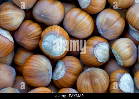 Close-up of harvested hazelnuts. Stock Photo