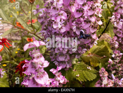 Blue carpenter bee pictured in Slovenia, are large bees distributed worldwide. There are some 500 species of carpenter bee in 31 Stock Photo