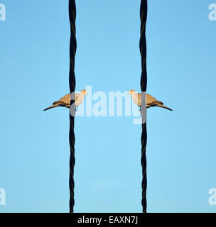 Two birds communicating on a wire. Stock Photo
