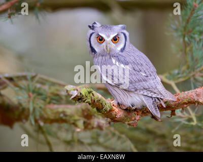 white faced scops owl sitting in tree Stock Photo