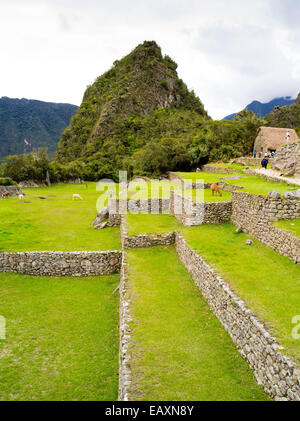 Llamas graze at the Incan ruins of Machu Picchu, near Aguas Calientes, Peru. Stock Photo
