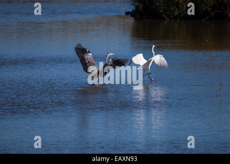 grey heron chasing a little egret Stock Photo