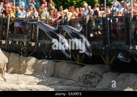 Jumping Pacific Whitesided Dolphins during a show in Vancouver Aquarium with spectators Stock Photo