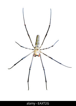 Golden Orb Spider (Nephila pilipes) isolated on white background Stock Photo