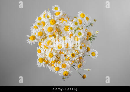 Bunch of chamomiles on gray Stock Photo