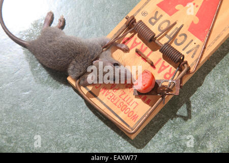 Dead Mouse in Spring Trap Stock Photo