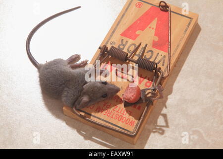 Mouse killed in Mousetrap Stock Photo