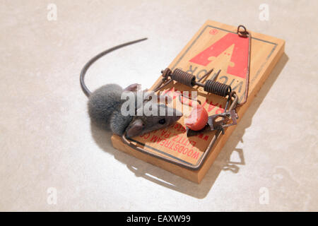 Dead Mouse in Spring Trap Stock Photo