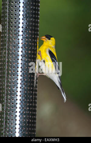 American Goldfinch on bird feeder Stock Photo