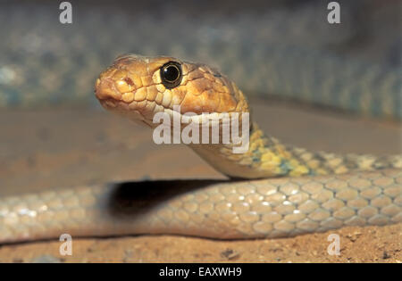 Braid Snake, Coluber rhodorhachis Stock Photo
