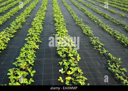 Rows of strawberry plants in a farm field Stock Photo