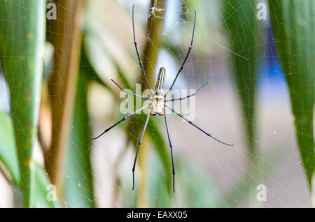 Golden Orb Spider (Nephila pilipes) waiting for prey on webs in the wild, Thailand Stock Photo