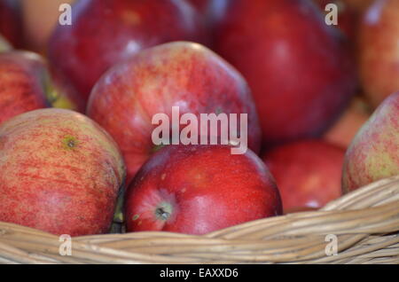 basket of apples for Thanksgiving pie Stock Photo