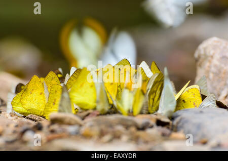 Large group of Grass Yellow or Eurema Hecabe butterfly and several species feeding on the ground. Stock Photo