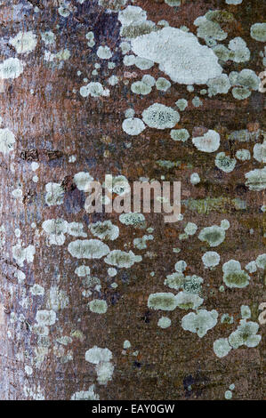 Tree-trunk textures at Caloundra, Sunshine Coast Stock Photo