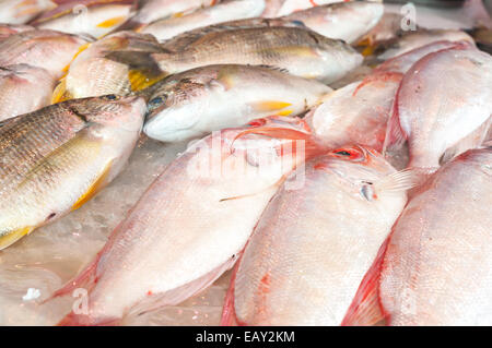 Fresh red snapper on sale at local fish market Stock Photo