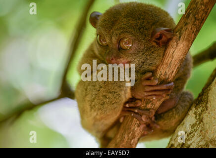 Tarsier on a tree in the Philippines Stock Photo - Alamy