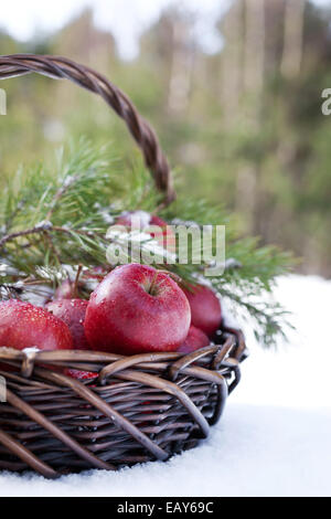 Basket with red apples decorated fir branch, snow-covered in nature winter forest Stock Photo
