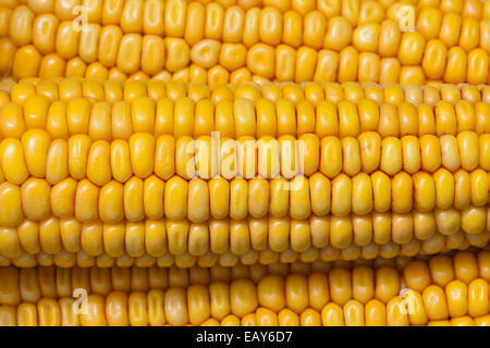 raw fresh yellow corn cobs texture Stock Photo