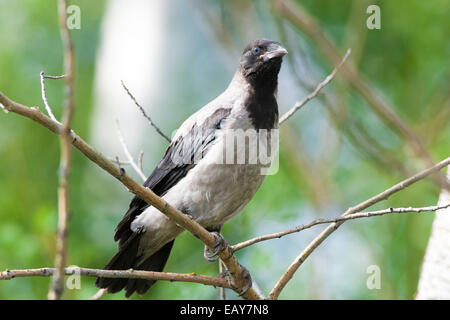 Corvus cornix, Hooded Crow is in the nature. Stock Photo