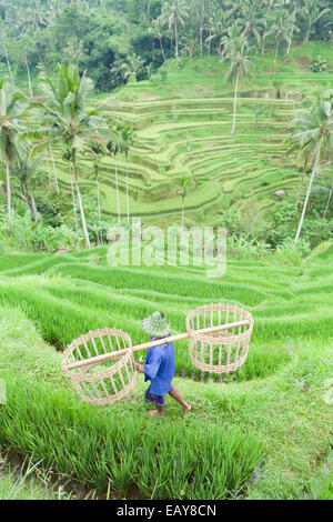 Farmer at the rice terraces near Tegallalang, Bali, Indonesia Stock Photo