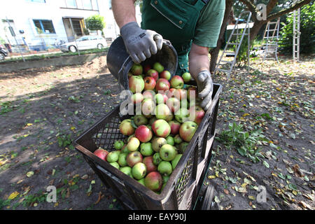 Close-up of a man gathering apples in an urban gardening project Stock Photo