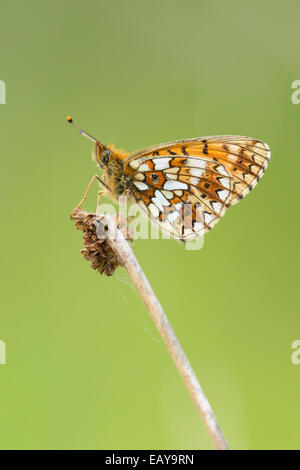 Small Pearl-Bordered Fritillary Butterfly Stock Photo