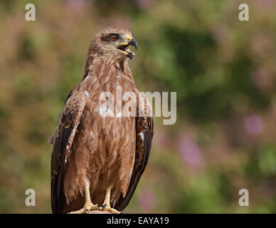 INDIAN BLACK KITE PROTRUDING ITS TONGUE - A RARE IMAGE Stock Photo