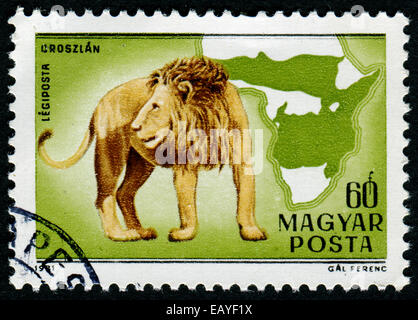 HUNGARY - CIRCA 1981: The postal stamp printed in HUNGARY shows Lion, series wild animals, circa 1981 Stock Photo