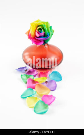 Multicolored Rose in orange Vase Stock Photo