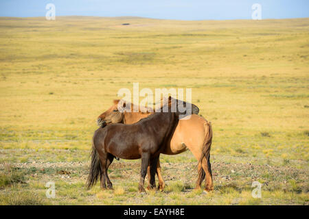 Mongolian horses, Gobi desert, Mongolia Stock Photo