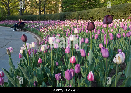 Tulips at the Conservatory Garden in Central Park, New York City Stock Photo