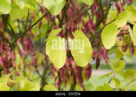 Cercis siliquastrum seed pods. Judas tree in Autumn. Stock Photo