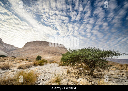 Masada, Israel ancient rock plateau fortress in the Judaean Desert. Stock Photo